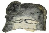 Mammoth Molar Slice With Case - South Carolina #106543-1